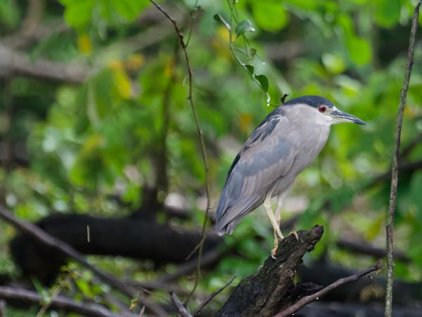 <h3><a href="/trips/costa-rica/biota/animalia/chordata/aves/015 pelecaniformes/002 ardeidae/nycticorax nycticorax/nycticorax nycticorax-nl.html">Nycticorax&nbsp;nycticorax</a> / Black‑crowned&nbsp;night&nbsp;heron / Kwak</h3>OM-1 Mark II met M.300mm F4.0 + MC-14, 1/125 sec  bij F5.6, ISO 10000, afstand 42&nbsp;m